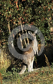 Kangaroo in Australia