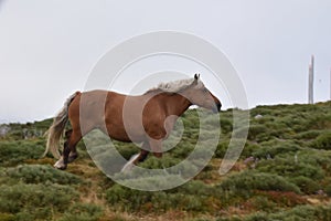 Wild free-range horses with nature as background