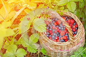 Wild fresh berries blueberry and strawberry in a basket in sunlight in nature