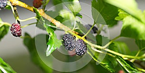 wild fresh black mulberry fruit - morus nigra - growing on the tree, the fruit is a compound cluster of several small drupes that