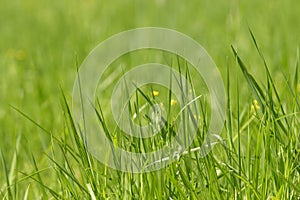 Wild fresh grass on the field