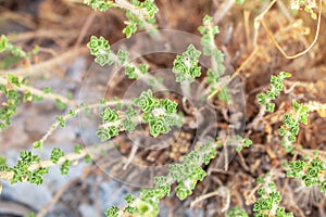 Wild fresh oregano grows in the mountains. Raw green oregano in field. Greek natural herb oregano. Close up of oregano