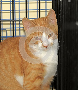 Wild frightened cat in a cage