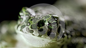 Wild frog blinks eyes, stirs nostrils, macro. Gorgeous ground toad close-up, night shot. Natterjack breathing and