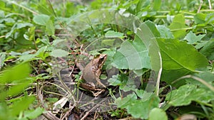 Wild frog close up view while resting on rain forest ecosystem, amphibian animals 4k