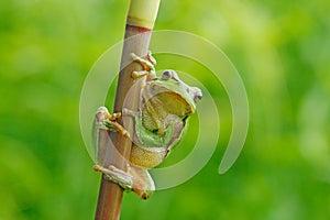 Wild frog on meadow near the river, habitat. European tree frog, Hyla arborea, sitting on grass straw with clear green background.