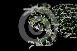 Wild frog, stirs nostrils, macro. Gorgeous ground toad close-up, night shot. Natterjack breathing and looking at camera