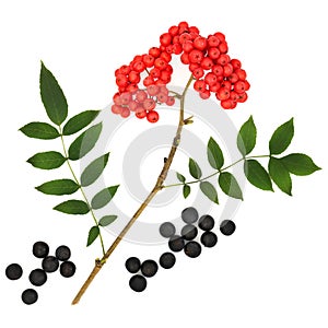 Wild Fruit of Autumn