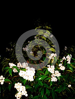 wild fruit growing in the yard