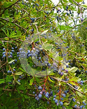 Wild Fruit in Manali Himachal Pradesh India photo