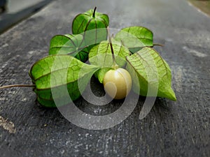 wild fruit Physalis Peruviana or also called Morel Berry, golden yellow fruit has a green membrane