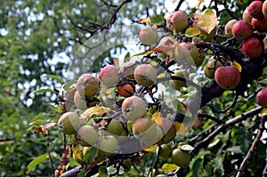 Wild fruit tree