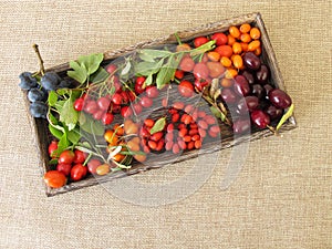 Wild fruits in box with barberries, cornelian cherries, sea buckthorn fruits, rose hips, sloes fruits and hawthorn fruits