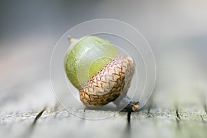 Wild fruits close up fifty megapixels quercus robur family fagaceae ice age mania high quality prints