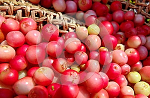 Wild fruits. Fresh lingonberries