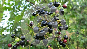 Wild fruits in myanmar while trekking in kalaw