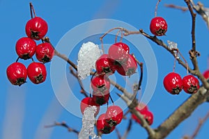 Wild fruits. Rose hips