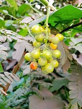 Wild fruits smilax aspera image india