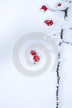 Wild fruits in wintertime photo