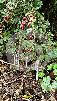 Wild fungi