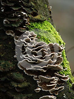 Wild Fungi