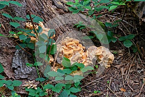 Wild fungi growing on a dead tree in the forest