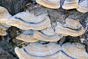 Wild fungus