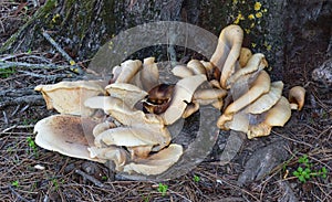 Wild Fungus