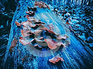 Wild fungus on a dead tree trunk in autumn
