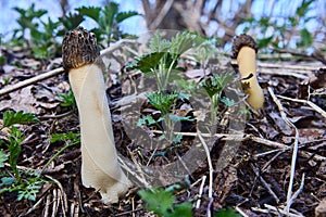 Wild fungus morel in its natural habitat in spring forest.