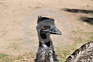 Wild funny australian emu