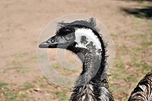 Wild funny australian emu