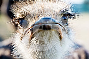 Wild funny ostrich portrait, focus on eyes