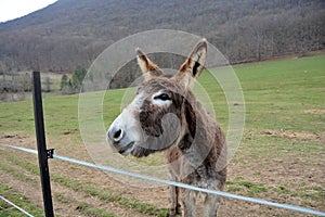 Wild furry donkeys living in Slovakia