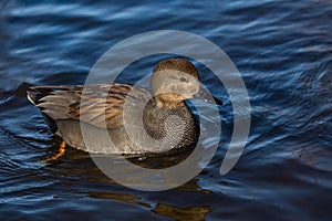 A wild gadwall male, a brown and grey duck