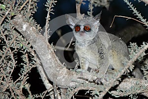 Wild Galago (Bush Baby) in the dark