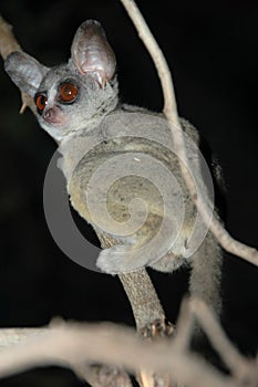 Wild Galago (Bush Baby) in the dark