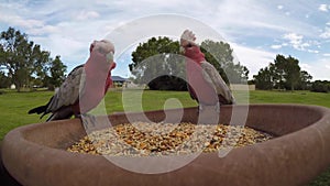 Wild Galah Parrots eolophus roseicapilla coming for a feed