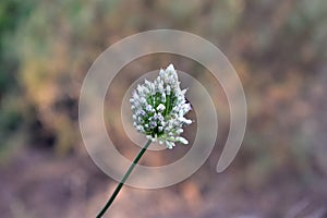 Wild gallium flower on green and brown abstract. photo