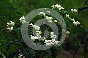 Wild garden flower