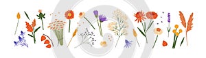 Wild and garden flowers set. Different wildflowers, meadow plants. Dry and fresh herbs: gypsophila, lavender. Floral