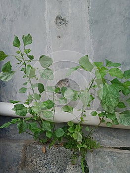 a wild garden growing on the back wall of the house between the drainpipes