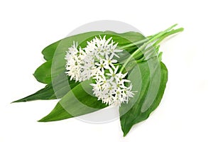 Wild garlic