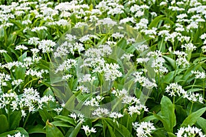 Wild garlic