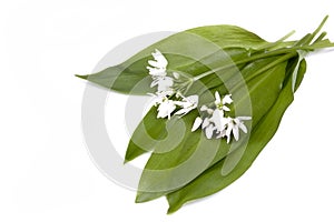 Wild garlic