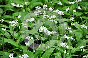 Wild Garlic