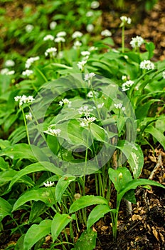 Wild garlic