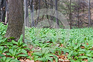 Wild garlic