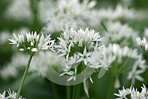 Wild garlic