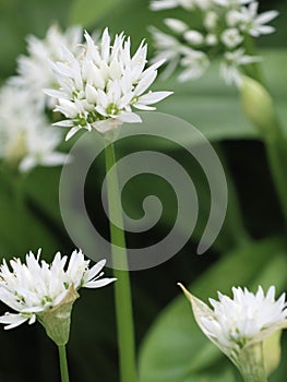 Wild Garlic